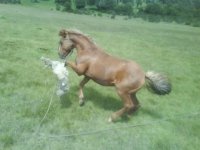 caballos