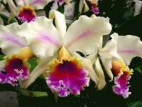 orquidea