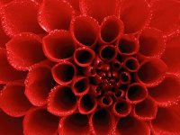 flor roja