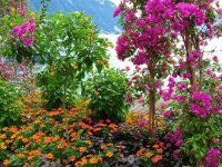 Flowers along Lake Geneva