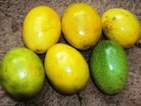 Maracujá