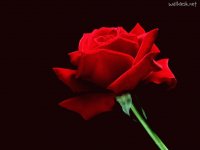 A single red rose