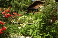 Flores