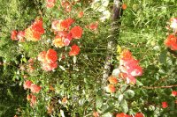 Flores