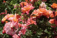 Flores