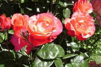 Flores