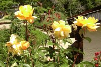 Flores