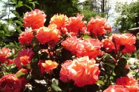 Flores