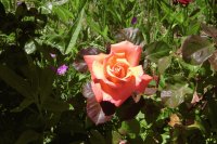 Flores