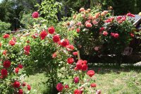 Flores