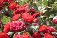 Flores