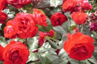 Flores