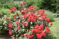 Flores