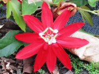 紅花