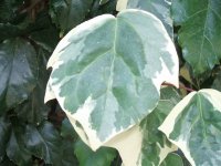 Leaves