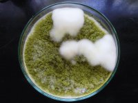 Aspergillus flavus en CYA 25ºC, 7 dias