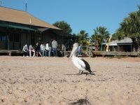 Pelican Monkey Mia