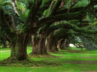 trees