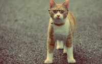 cat