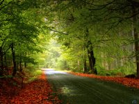 trees