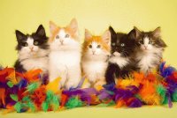 gatitos