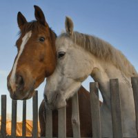 caballos