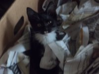 Tux