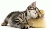 cute kitten