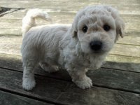 Poodle