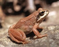 Rana Bermeja (Rana temporaria)