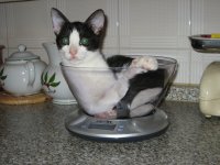 CAT: SCHIZZO