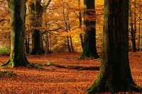 wood