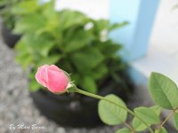 BOTÃO DE ROSA