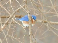 Bluebird on a Cold Day