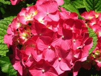 flores