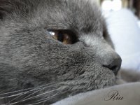 My cat