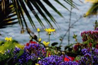 flores e mar