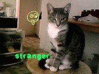 kitty