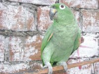 EL LORO ROBERTO