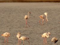 animales