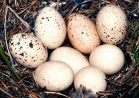 oeufs