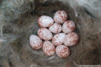 oeufs