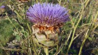 artichoke on iIona
