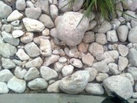 White stones