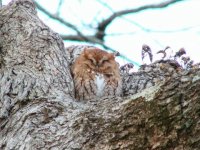 Eastern Screech Owl