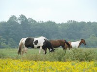 Yellow Pasture