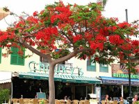 Un Flamboyán en Tenerife