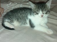 kitten
