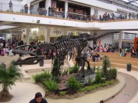 DINOSAURIOS-1-EXHIBICIÓN COL.