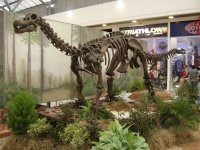 DINOSAURIOS-3-EXHIBICIÓN COL.